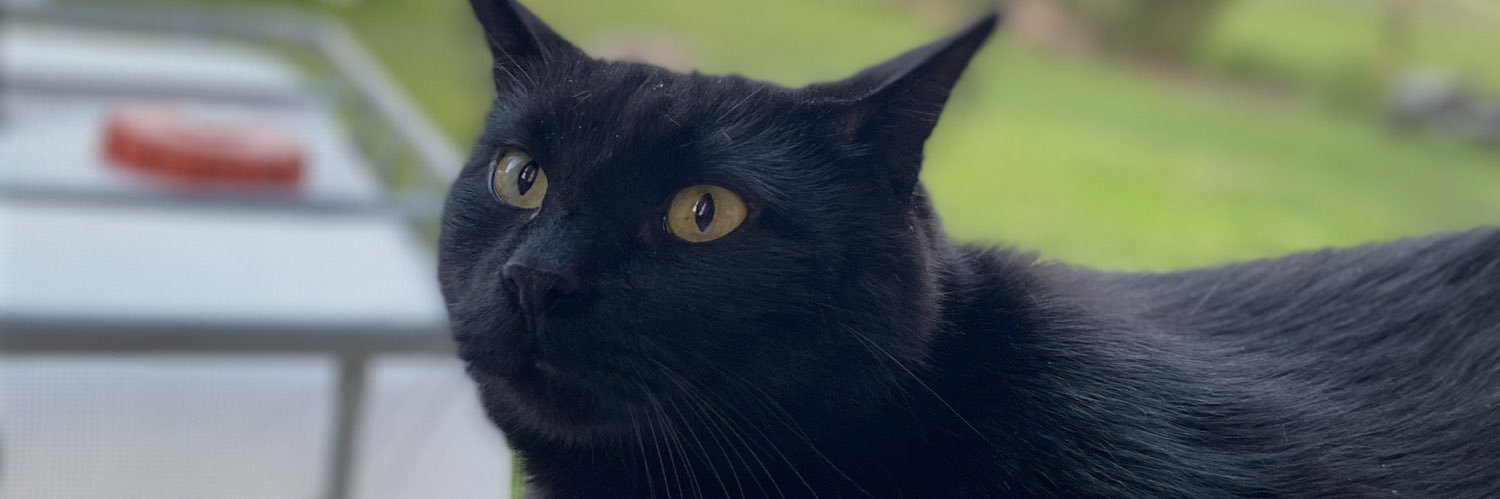 danisaurmeow's profile banner image