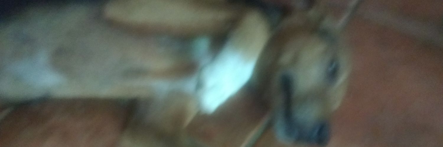 DVilches95's profile banner image