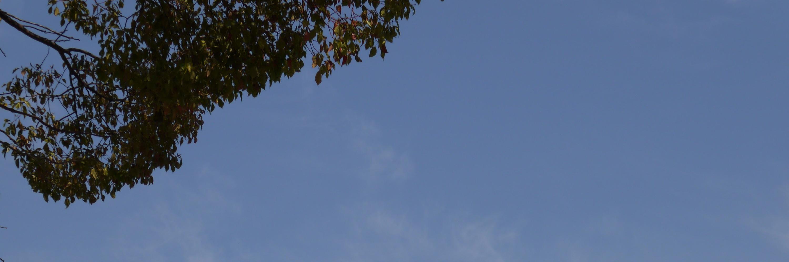 sariofu's profile banner image