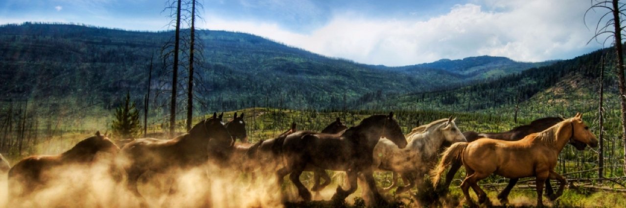 HorseTango's profile banner image