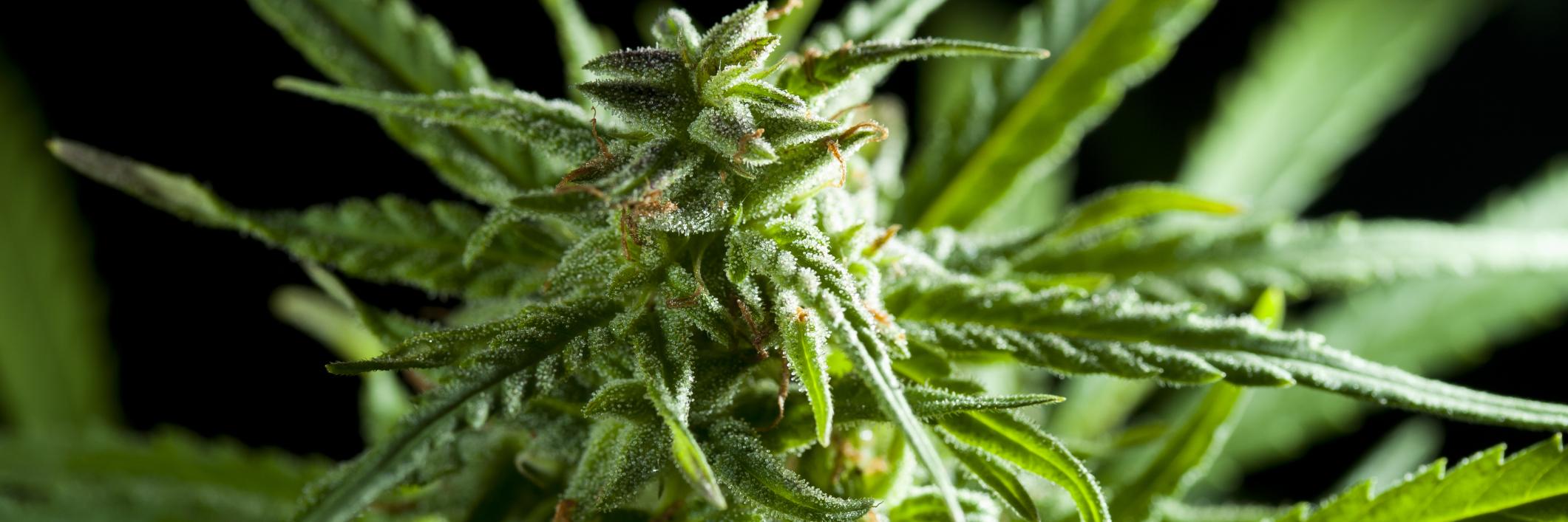 CannabisEvents's profile banner image