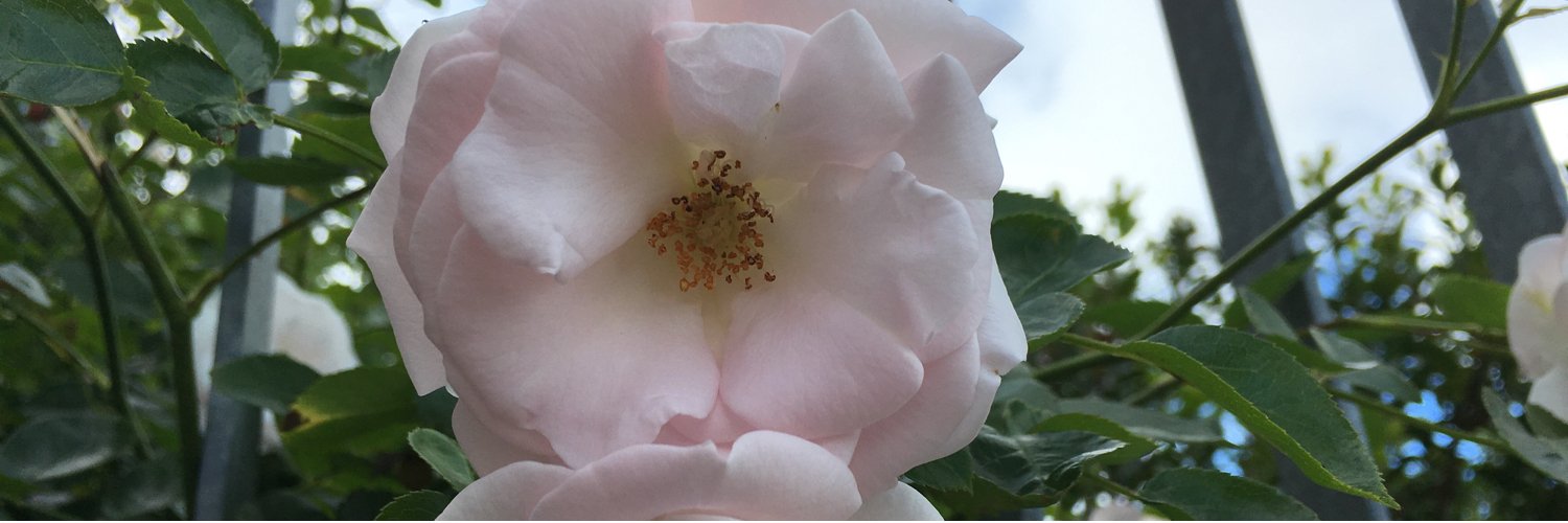 Bunbun Rachie banner