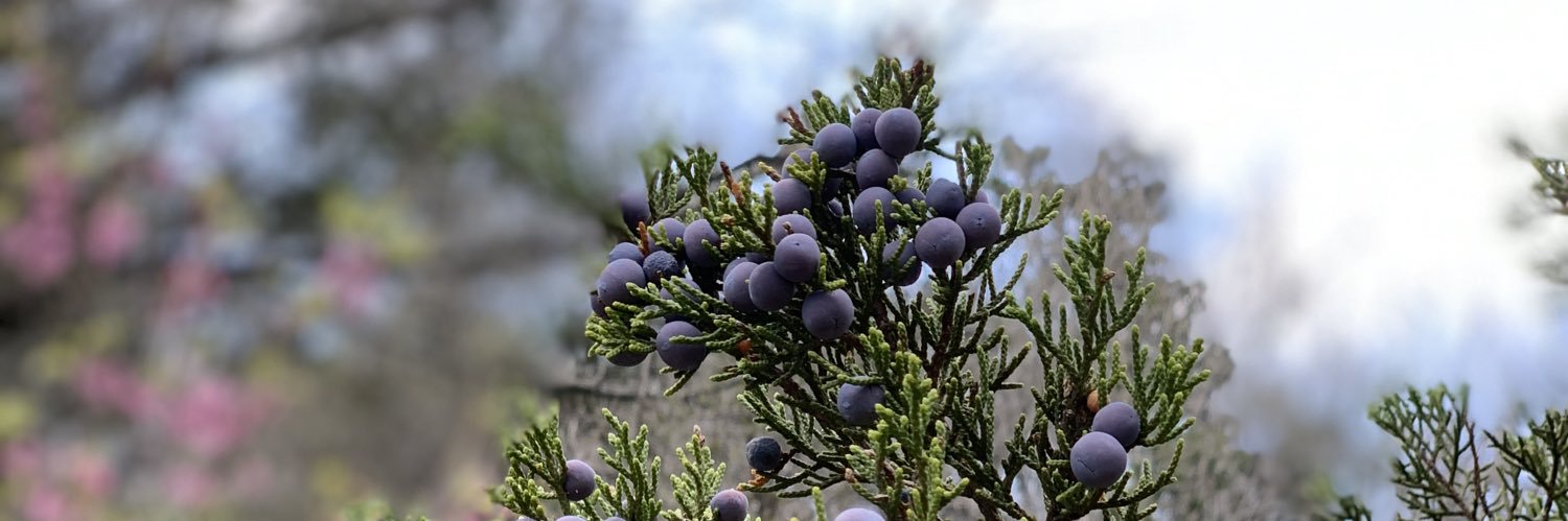 Michele Gabriel banner