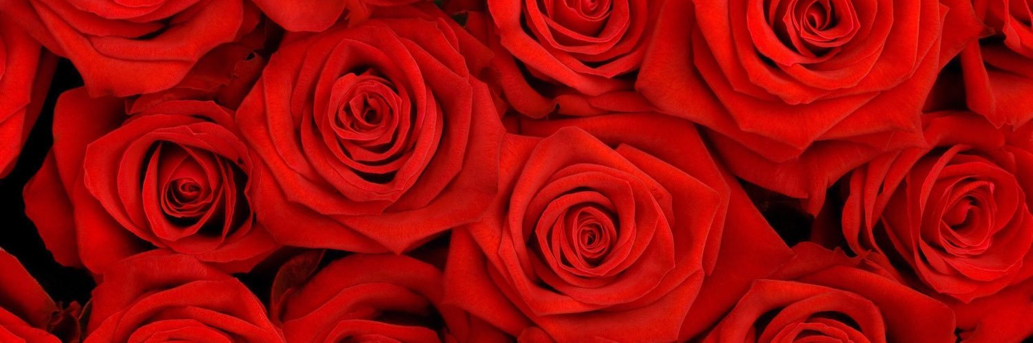 dr__laura's profile banner image