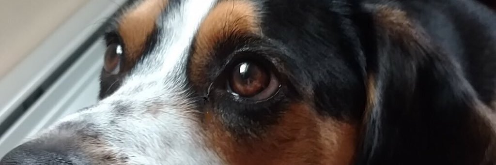 BeaglePep's profile banner image