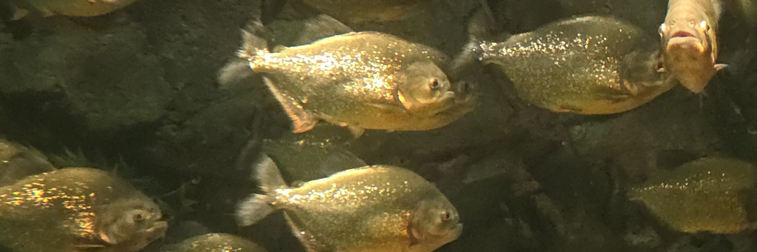 LLBiology's profile banner image