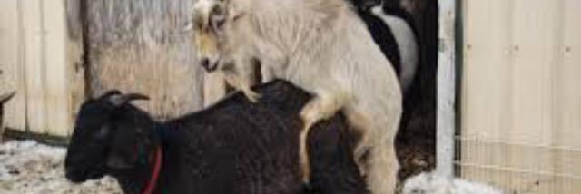 Goat_Fart's profile banner image