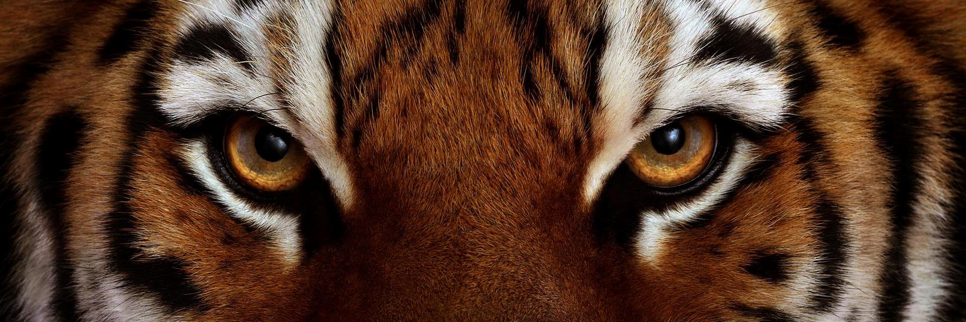 93Niz's profile banner image