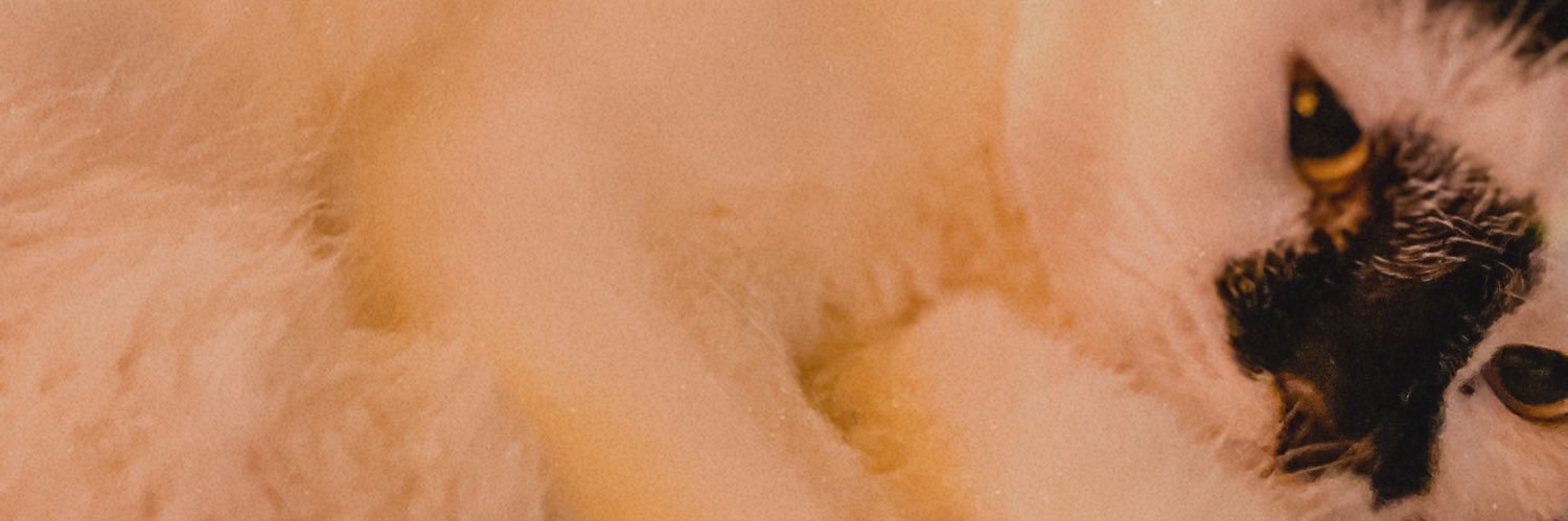 weird_cindy's profile banner image