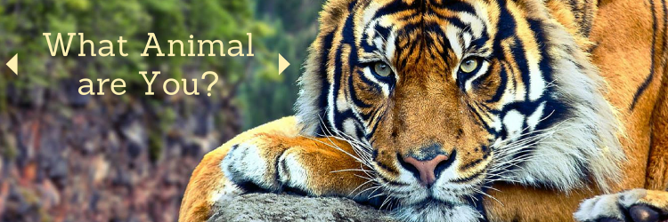 animalinyou's profile banner image