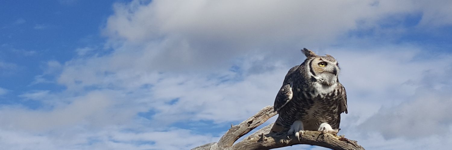 Devyn_Fow's profile banner image