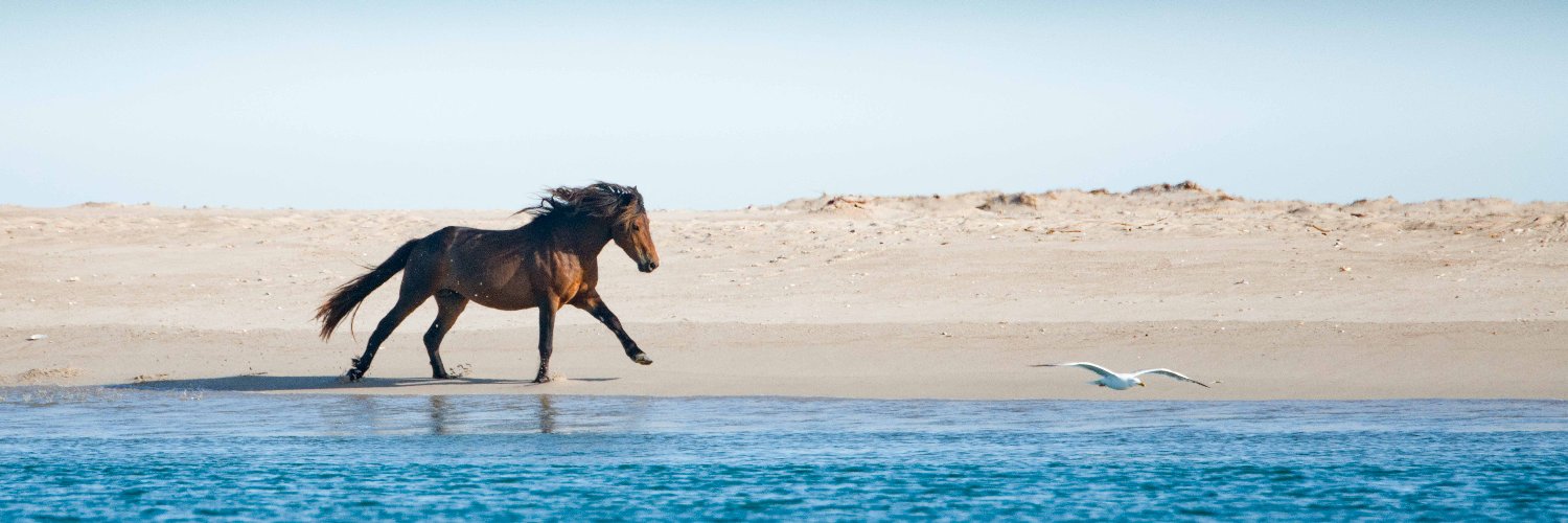 Sandy Sharkey banner