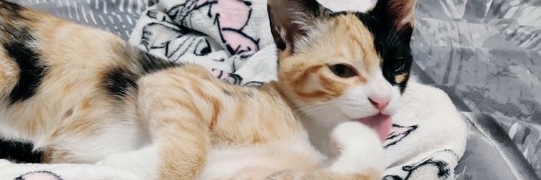 𝒐𝒍𝒈𝒂. 🪷 ˖ ⁺ ༝ ۫ banner