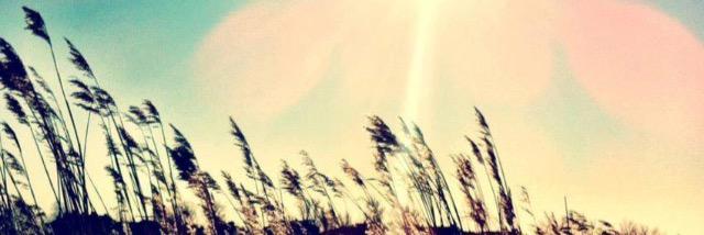 Skylar Pearce banner