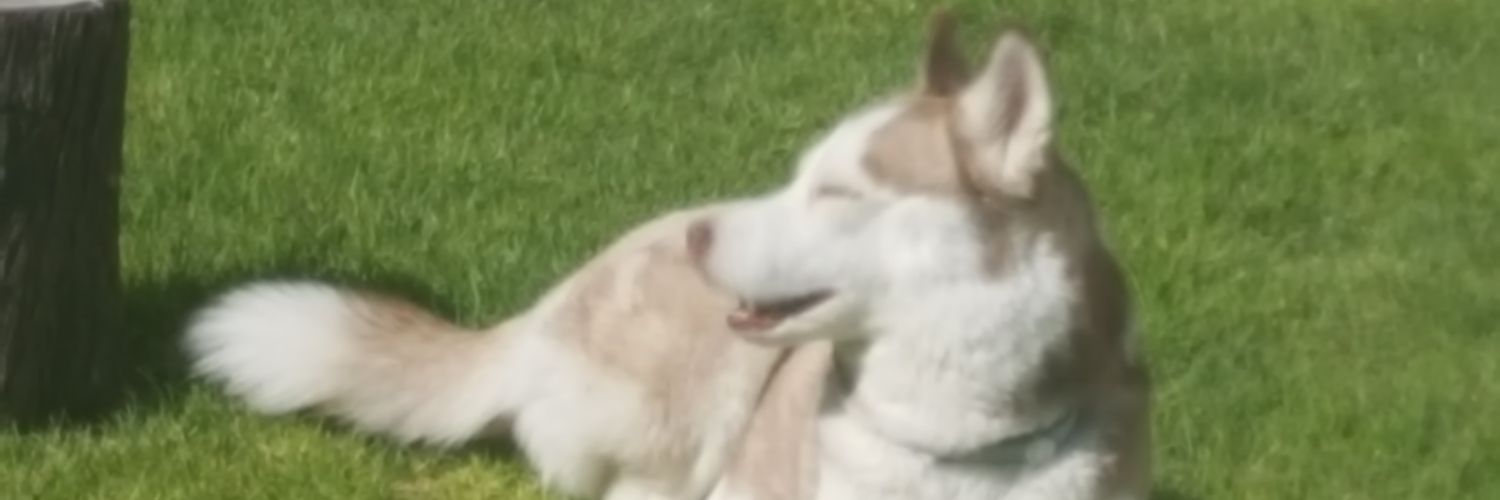 GiovaPz's profile banner image