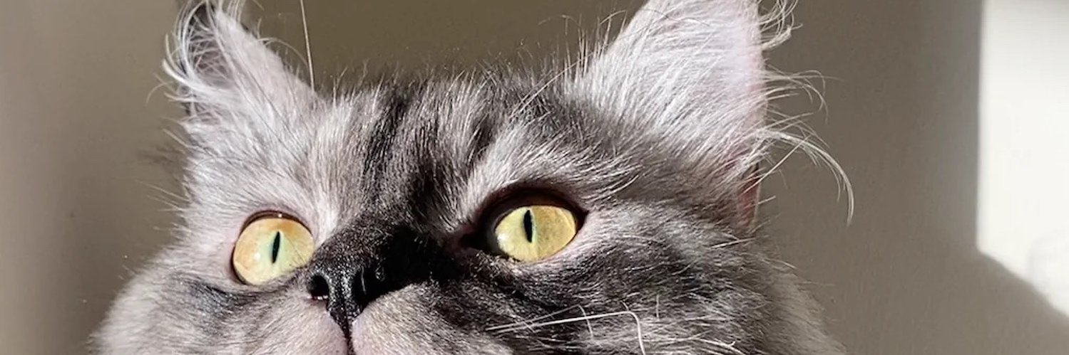 sishoood's profile banner image