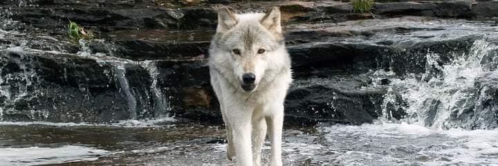 shiningwolf_'s profile banner image