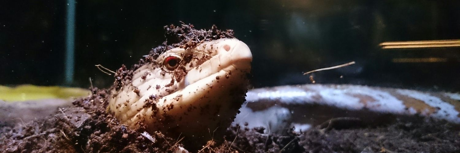 co_hamadera(小浜寺) banner