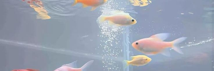 HAHAFOTFOT's profile banner image
