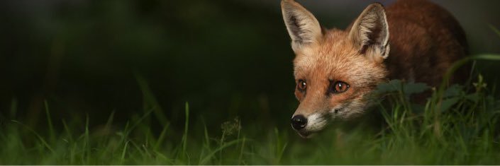 𝓝𝓲𝓸𝓾 banner
