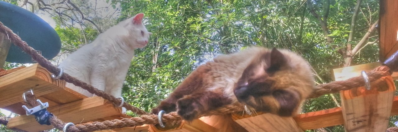 CatsSanctuary's profile banner image