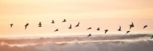 Amorimlicca's profile banner image