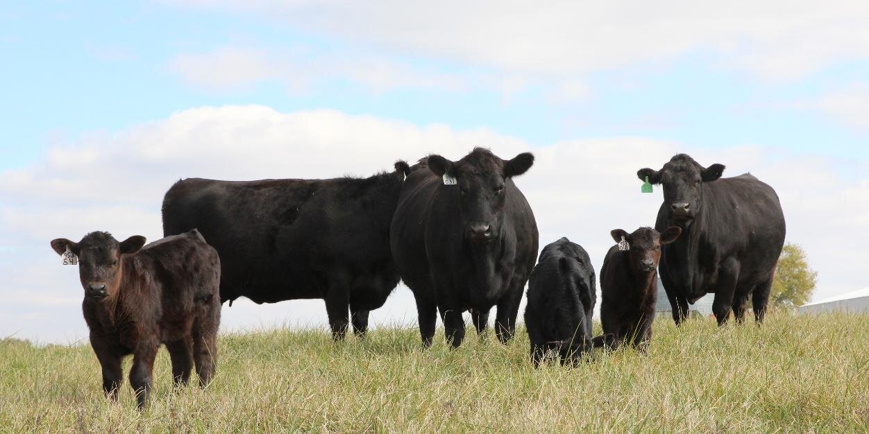 IL Beef Association banner