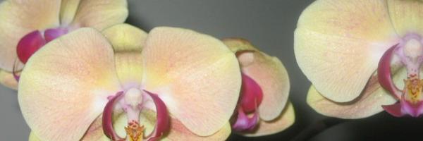 USC_CFR Profile Banner