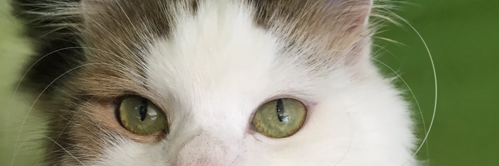 _Guacamole's profile banner image
