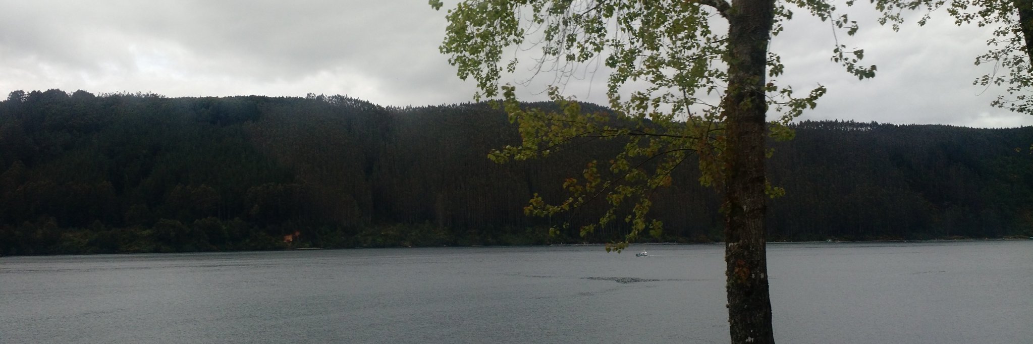 Carmen Araneda banner