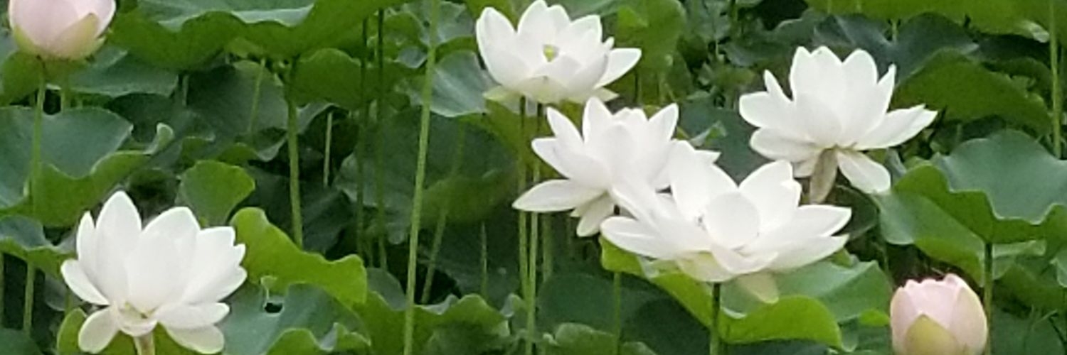 taki_msfs's profile banner image