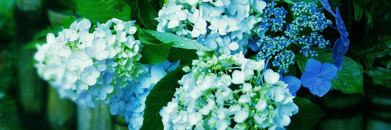 Ren_Lumi's profile banner image