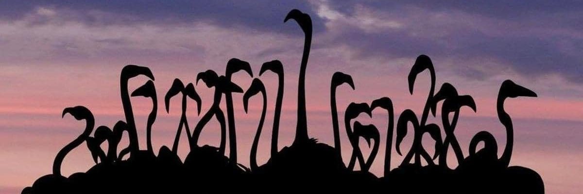 Sue Damant banner
