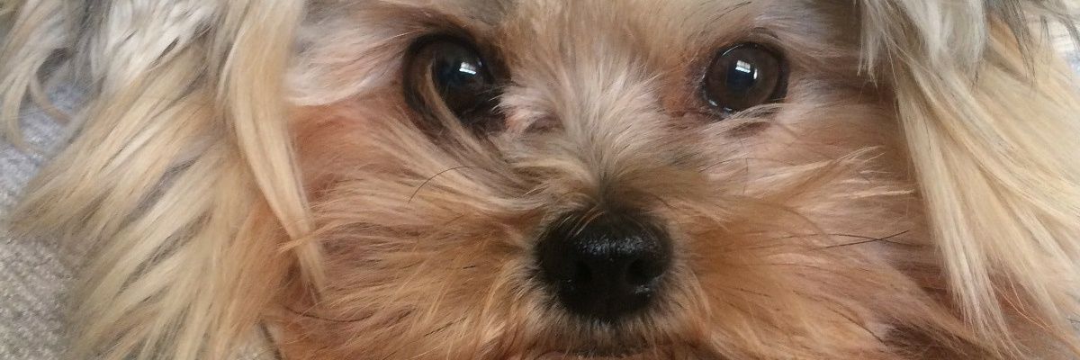 Malunaomader's profile banner image