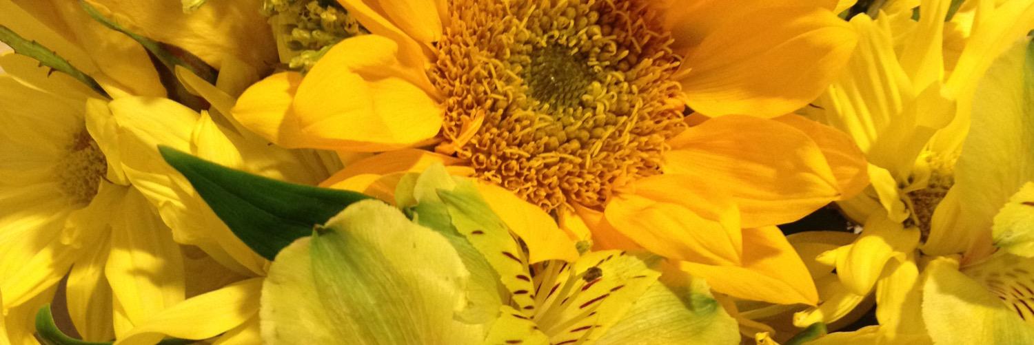 emilynell227's profile banner image