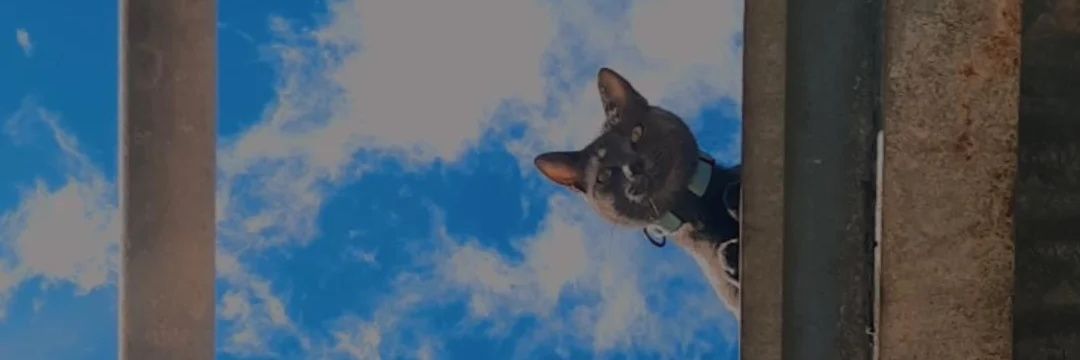 AgusBorghetti's profile banner image