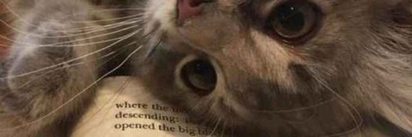 fourgotmenot Profile Banner