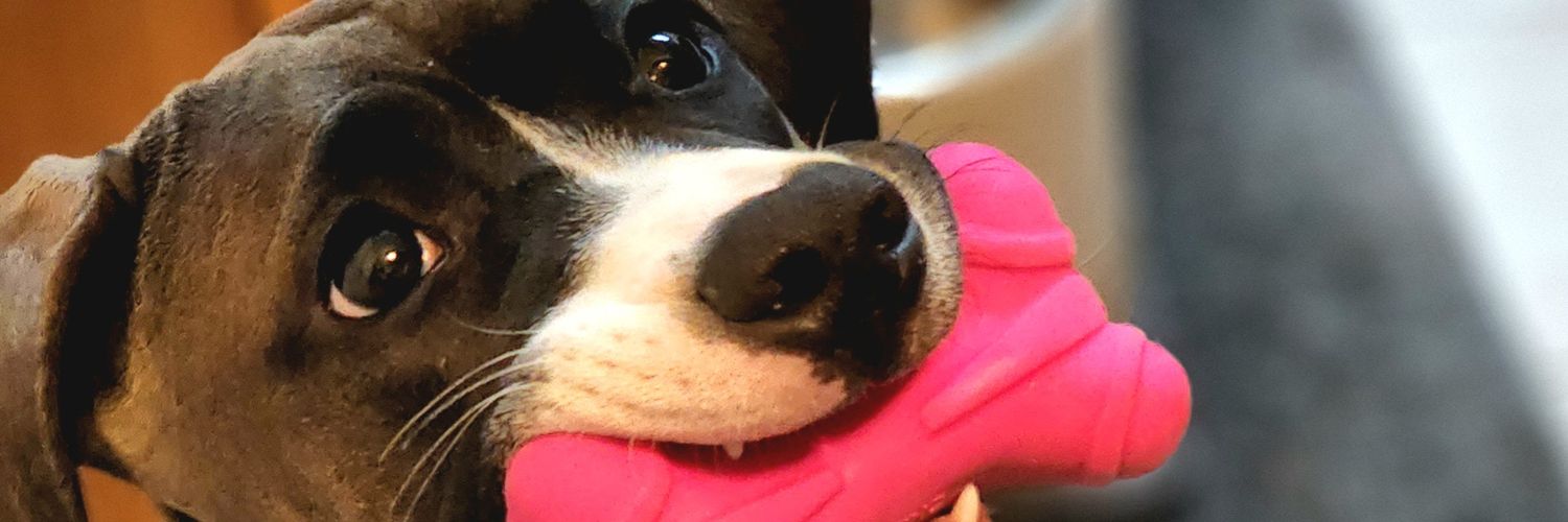 PrimitiveMeat banner