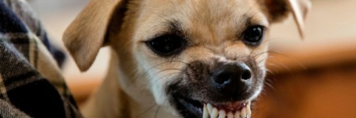 Animaloidee's profile banner image