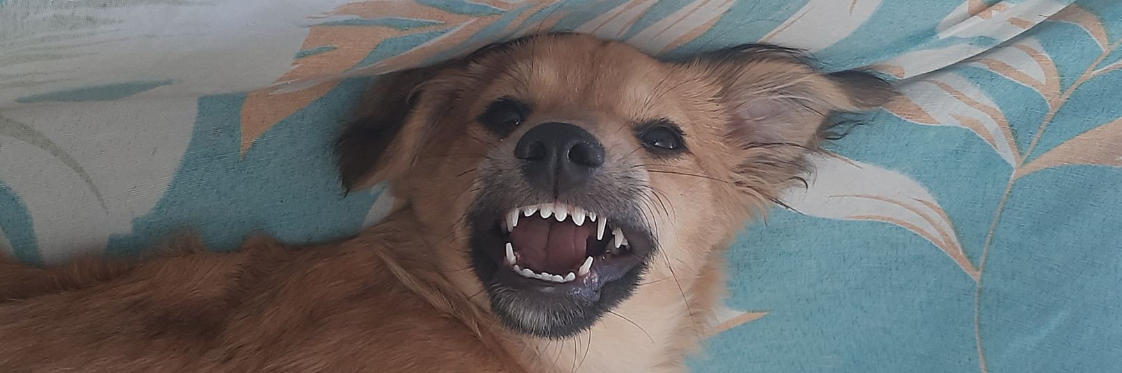 Hey_Veri's profile banner image