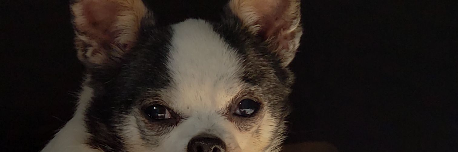 vwren2015's profile banner image