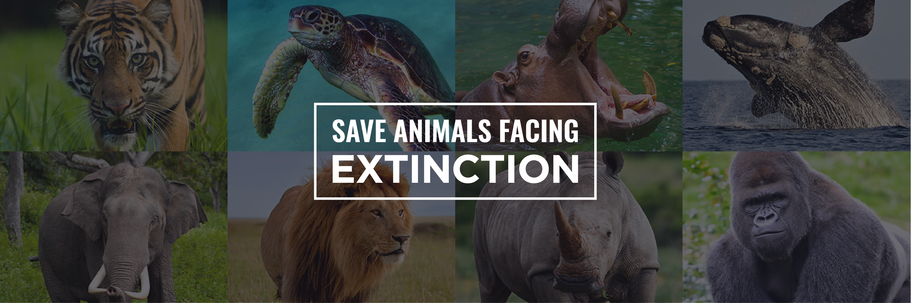 Save Animals Facing Extinction banner