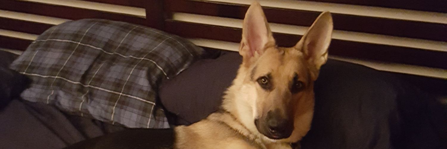 robert proehl banner