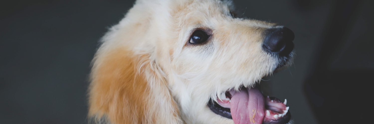 Beatrice ✌🏽 banner