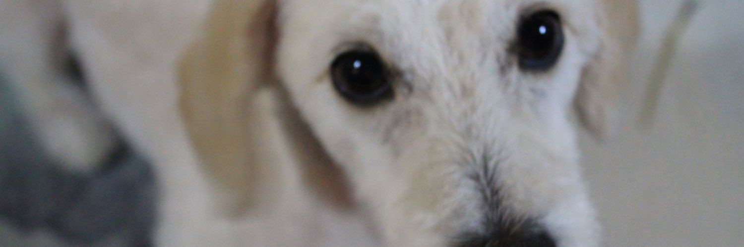 cecitorruella's profile banner image
