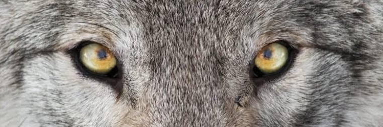 PechanisC's profile banner image