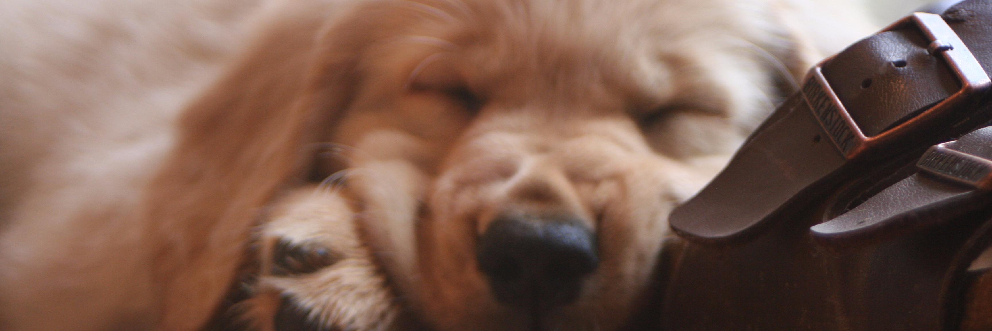 DAProtection's profile banner image