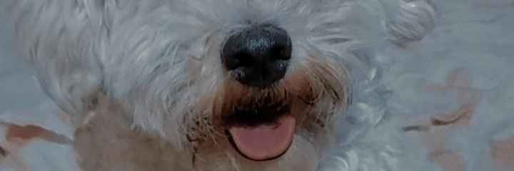 Nadiamonse_'s profile banner image
