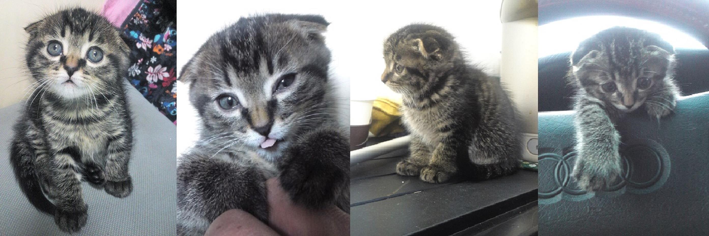 猫吉（にゃんきち） banner