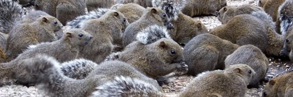 squirrelshorts Profile Banner